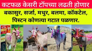 बकासुर, सर्जा, मथुर, बलमा, कॉकटेल, पिस्टन कोणत्या गटात पळणार #bailgada