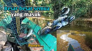 Luar biasa‼️ Ikan nya besar-besar semua yg masuk - Fish trap