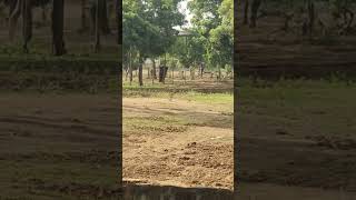 Vandalur zoo Elephant 😍