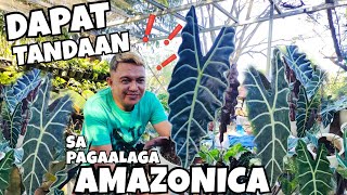 5 THINGS TO REMEMBER IN GROWING AMAZONICA ALOCASIA | PLANT CARE TIPS