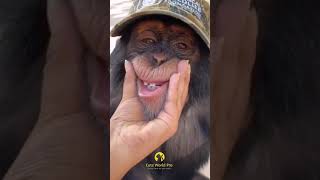 Cute and Funny monkey // Funny monkey video // cute monkey #Shorts