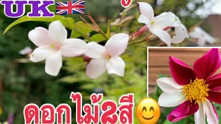 ดอก Commom Jasmine ดอกมะลิฝรั่งจ้า🇬🇧 และ ดอกไม้สองสีในดอกเดียวกันค่ะ อยู่ในสวนคือเก่าจ้า😊หอมๆสวยๆ