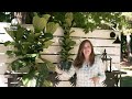 Plant Heights and Sizes - What to Expect from Your New Tree