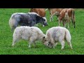 放牧中のヤクと牛　遊ぶヤクの子　yak u0026 cow 2013 1007