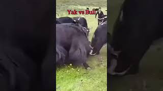 Aggressive yak vs bull |fighting for dominance 😱😱😱 #viral #trending #youtubeshorts #thewildwhistle