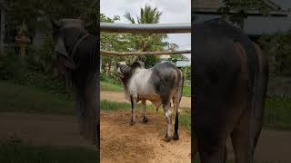 handsome Khmer bull so lovely #shorts