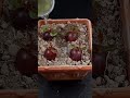 method of planting grapes shorts ytshorts gardening