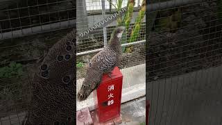 ハイイロコクジャク／掛川花鳥園［YouTube動物園］