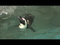 ケープペンギン　長崎ペンギン水族館（nagasaki penguin aquarium