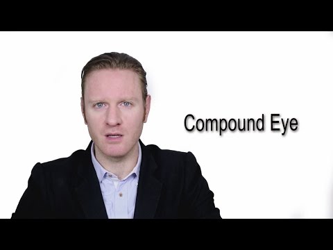 What is compound word for eye?