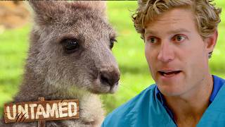 Saving Traumatised Baby Kangaroos Without A Mom 🦘💔 Best Of Untamed