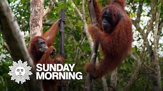 Nature: Orangutans in Borneo