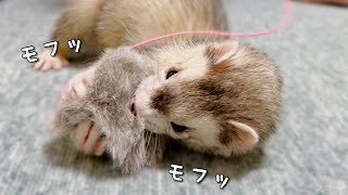 猫じゃらしで遊ぶフェレット【ferret#1389】