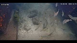Green Moray Eel Encounter | Live Underwater Camera at Wahoo Bay