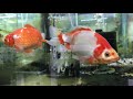 更紗和金　日本一大会兄弟魚　明け２歳　goldfish