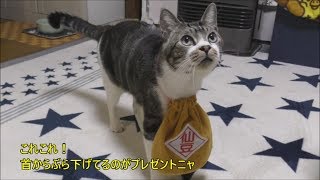 パパ大好き猫リキちゃん☆バレンタインデーにはもちろんチョコをプレゼント♪仙豆の袋・ねこハートちゃん【リキちゃんねる　猫動画】Cat video　キジトラ猫との暮らし