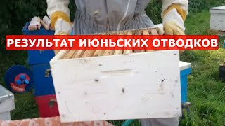 отводки для прироста пасеки участвуют в медосборе/отводки на маточник