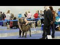 international dog show