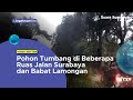 Pohon Tumbang di Beberapa Ruas Jalan Surabaya dan Babat Lamongan