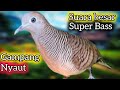 perkutut lokal gacor suara besar SUPER BASS Bikin panik lawan.