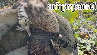 New Video 2024អកព្រៃច្រេីនពណ៍ បក្សីប្រមាញ់ប្រទេសកម្ពុជាមកទៀតហើយ