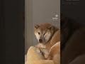 肉が邪魔して見えねー 柴犬 おもしろ動画 shibainu dog 犬のいる暮らし shortvideo shorts