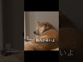 肉が邪魔して見えねー 柴犬 おもしろ動画 shibainu dog 犬のいる暮らし shortvideo shorts