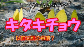 キタキチョウ　　身近な自然の生き物