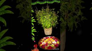 Jay Jay Tulsi Mataজয় মা তুলসী#tutorial#tulsikumar #shots#youtube#vira#omnamahshivay#sauce video🙏🕉️🙏