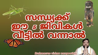 സന്ധ്യക്ക് ഈ 5 ജീവികൾ വീട്ടിൽ വന്നാൽ | 9567955292 | Brahmasree vishnu nampoothiri | Keralaastrologer