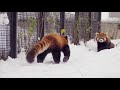 【レッサーパンダ】雪ふりてギンはじける　red panda gin at maruyama zoo