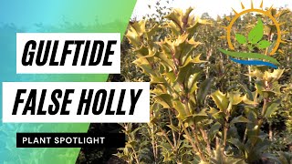 Gulftide False Holly | Osmanthus Plant Spotlight