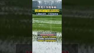 大棚被冲毁、庄稼地被淹！“五常大米”主产区遭洪水侵袭！