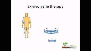 Ex vivo gene therapy