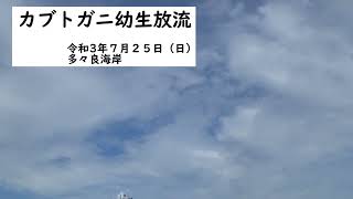 【伊万里ふるさとアーカイブス】カブトガニの幼生放流（多々良海岸）