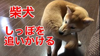 【柴犬】しっぽを追いかける