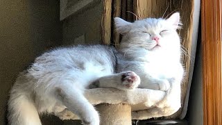 😂 Funniest Cats and Dogs Videos 😺🐶 || 🥰😹 Hilarious Animal Compilation №589