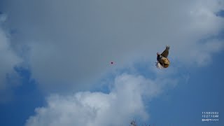 Partridge hunting in Cyprus 2023-24 season with GoPro and ShotKam