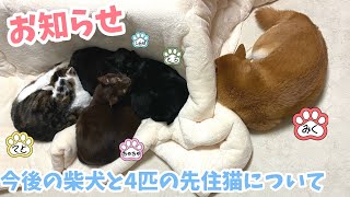 来年からの柴犬と4匹の先住猫についてお知らせ