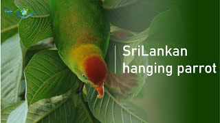 Sri Lanka hanging parrot