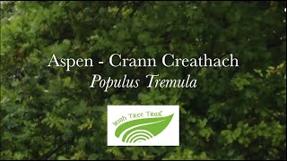 Aspen - Crann creathach (Populus tremula)