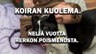 KOIRAN KUOLEMA. Neljä vuotta Herkon poismenosta.