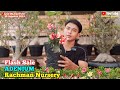 🔴Live Flash Sale Adenium Bunga Tumpuk spesial pameran flora dan fauna  #rachmannursery