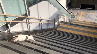 【西広島駅】新駅舎オープン日に駆け抜ける猫ﾁｬﾝ　2021.12.19