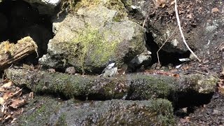 山中湖 大洞の泉のヒガラの水浴び　その２３（4K動画）