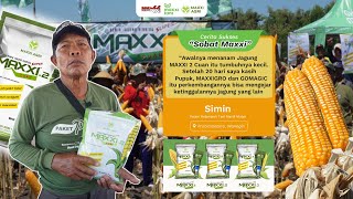 MAXXI AGRI || BENIH JAGUNG SUPER HIBRIDA MAXXI 2 #cuan HASILNYA BAGUS MAKSIMAL PERTUMBUHANNYA