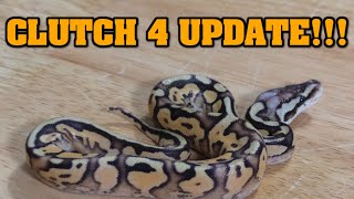 BALL PYTHON BABIES!!! Clutch 4 UPDATE! Lots of ENCHI! But what ELSE??