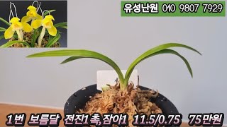 1월21일(화)  2차  보름달,진설관,극황중투,금계성녹호,단심,금맥,환엽산반,황위,무명중투,배양종복륜 (채운화)  좋은 품종들 판매합니다. 많은 성원 부탁드립니다 #춘란