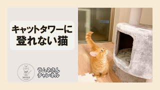 キャットタワーに登れない猫 #Shorts #猫 #マンチカン