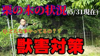 【春の栗の話part.2】栽培状況と動物への対策と植え付けの間隔について